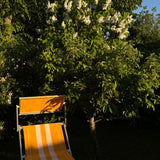 CIRO | Yellow & White
