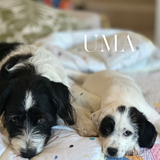 UMA