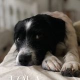 LOLA